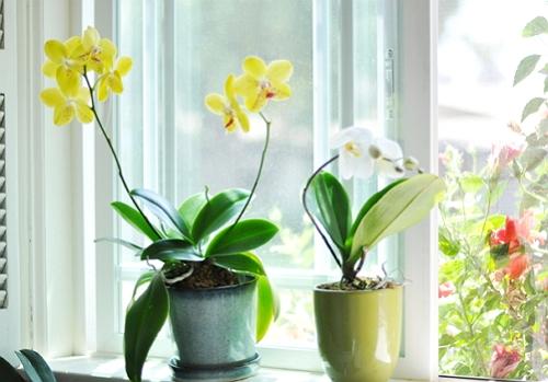 Соблюдайте эти 9 правил и ваша орхидея будет цвести круглый год