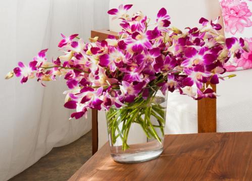 Соблюдайте эти 9 правил и ваша орхидея будет цвести круглый год