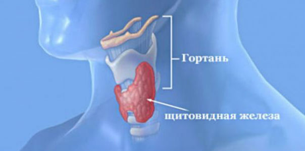 Витамины и микроэлементы для щитовидной железы