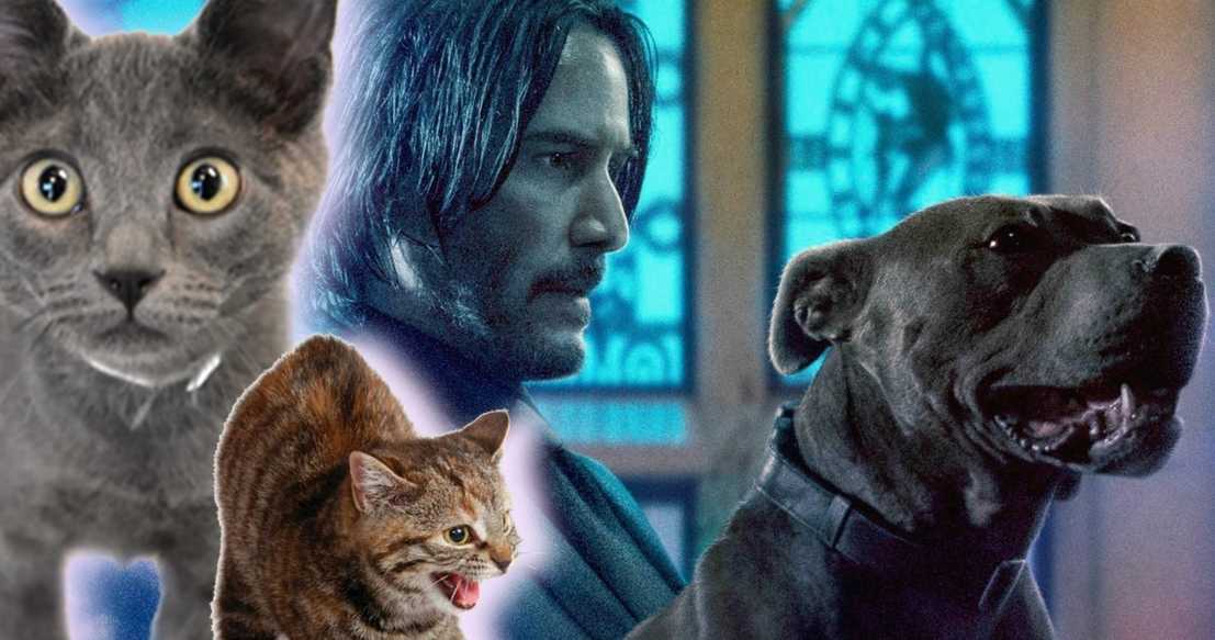 Марокканские кошки принесли хаос на съемочную площадку фильма «Джон Уик 3»