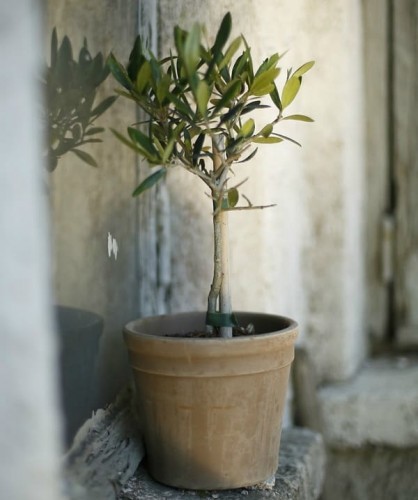 Можно ли вырастить оливковое дерево в домашних условиях