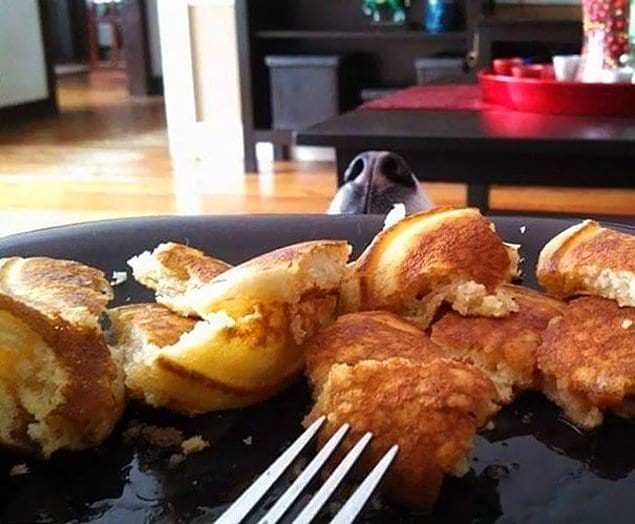22 фото с собаками, когда просто невозможно отказать, если они смотрят на еду.