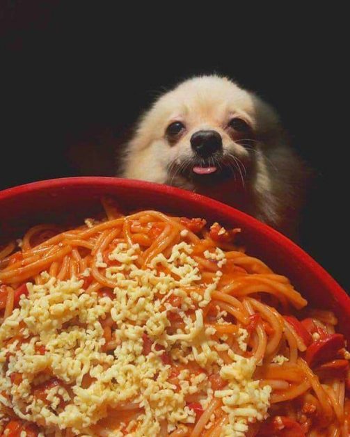 22 фото с собаками, когда просто невозможно отказать, если они смотрят на еду.