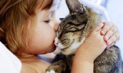 Ребенок и кошка: правила поведения